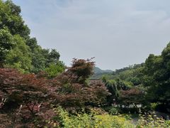 -十八棵（老龙井）御茶园(老龙井店)