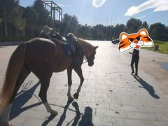 -上林马术中央公园·户外露营·团建·骑乘