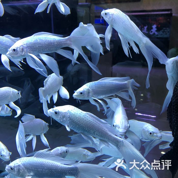 十里河花鳥魚蟲市場