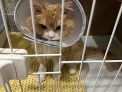 -四月宠物医院·猫专科·心脏专科·内科(转塘店)