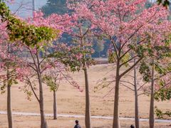 -风云岭森林公园