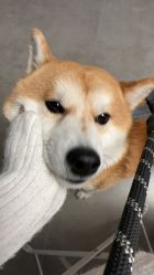 -米莱摄影写真(五大道别墅店)