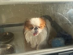 -A猫a狗全科·犬猫异宠·芥西宠物医院(南开总院)