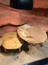 -Zoolung Zoolung动物主题公园(海信广场店)