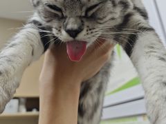 -瑞鹏宠物医院·超声·骨科·奇麟分院(蜀都万达店)