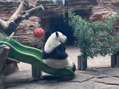 -石家庄市动物园