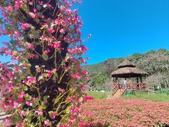 -广州市石门国家森林公园