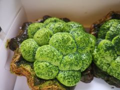 抹茶蛋挞-富贵面包公司(运河店)