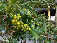 -东天目山风景区