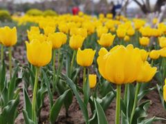 -鸡鸣汤包(广东路店)