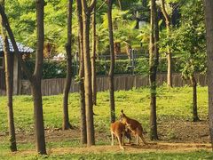 -合肥野生动物园