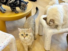 -有喵·猫咖·狗咖·30几只猫10只小狗(岗厦店)