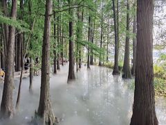 -东湖落雁景区