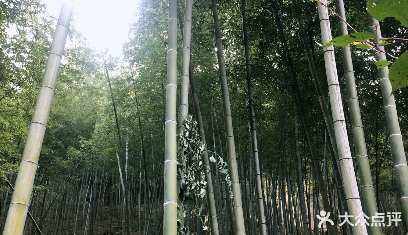 探秘宜兴竹海