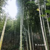 探秘宜兴竹海