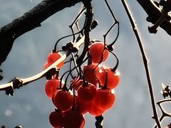 -徽镇小厨·经典徽菜(马连道店)