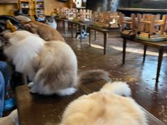 -猫猫幼稚园·撸猫·桌游·电玩