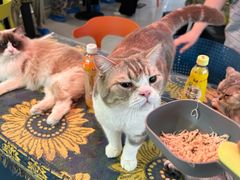 -平行世界·猫咖(首经贸店)
