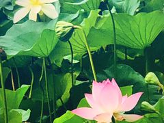 -洛阳市隋唐城遗址植物园