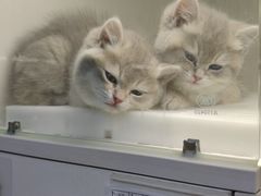 -lincat·猫舍(广州店)
