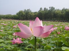 -东郊湿地公园