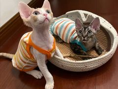 -山宅一喵德文卷毛猫舍