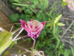 -野鸭湖国家湿地公园