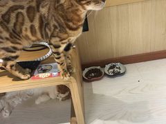 -猫和宫(六道口店)