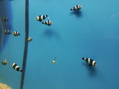 -北戴河圣蓝海洋公园