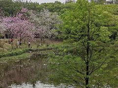 -中国科学院华南植物园