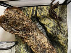 -酷以爬仙阁实体爬宠店·守宫·蜥蜴·专业繁育