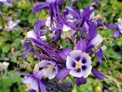 -广州市白云山风景名胜区