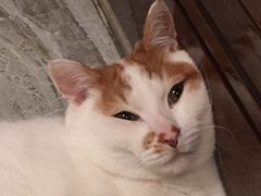 -爱妮康宠物医院·干细胞免疫细胞·肿瘤·心脏(张江店)