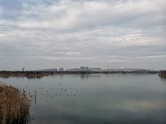 -贡湖湾湿地公园