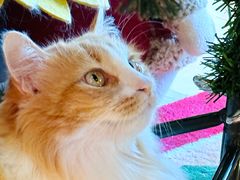 -氷冰凉刨冰甜品(北京路店)