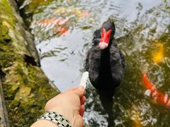 -合肥野生动物园