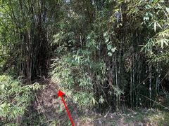 -南山植物园