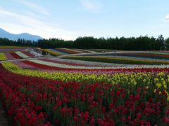 -富田农场