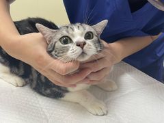 -美联众合动物医院·24h转诊中心