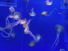 -海合安武汉极地海洋公园