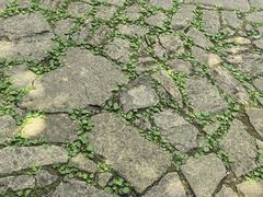-天目山大树王景区