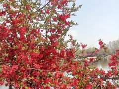-石家庄市植物园
