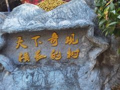 -瑞丽独树成林风景区