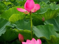 -荷塘月色湿地公园·向阳花洲
