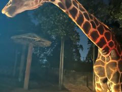 -清迈夜间动物园