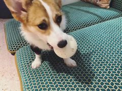 -逗柴咖啡屋·狗咖猫咖宠物桌游