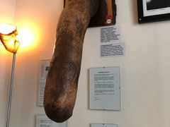 -冰岛阴茎博物馆