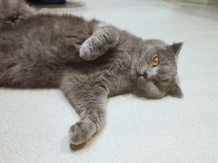 -藏猫猫咖啡主题馆(中央大道店)