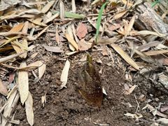 -上海佘山国家森林公园天马山园