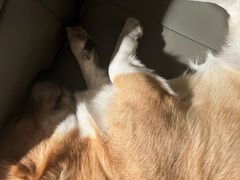 -宠爱国际动物医院·消化内科·心肾内科·ISFM猫友好(望京店)
